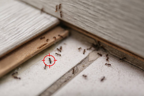Best Pest Control Near Me  in Larkspur, CA