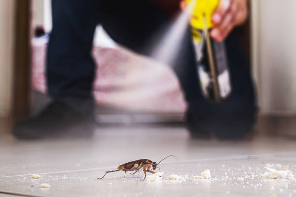 Trusted Larkspur, CA Pest Control Experts