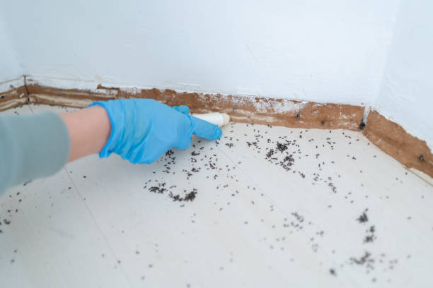 Best Affordable Pest Control Services  in Larkspur, CA